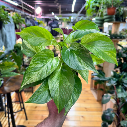 Pothos Marble Queen