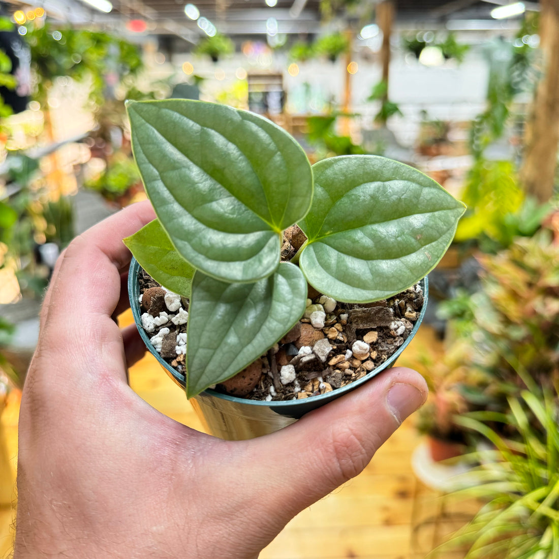 Anthurium Luxurians Platinum