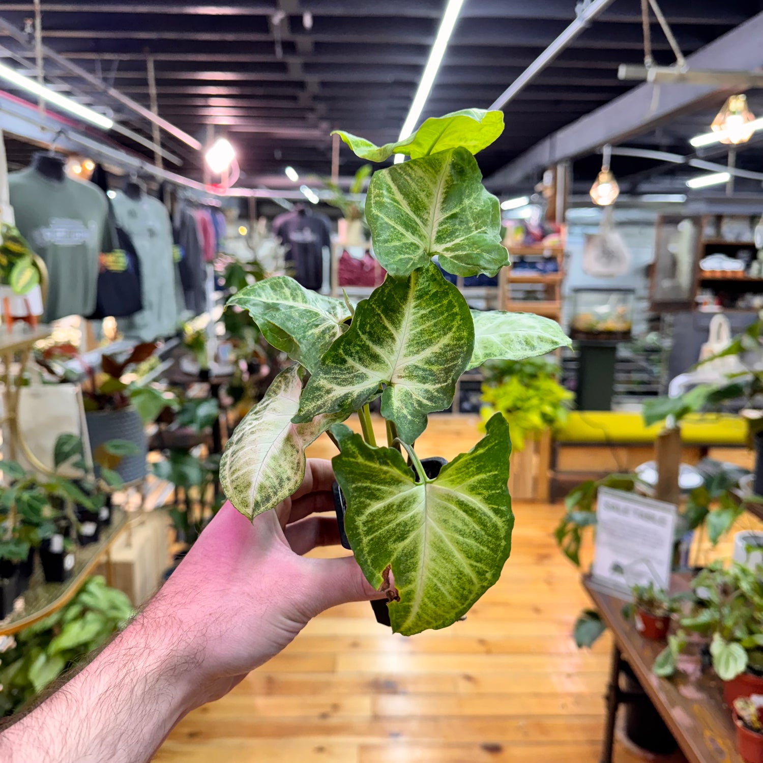 Syngonium White Butterfly