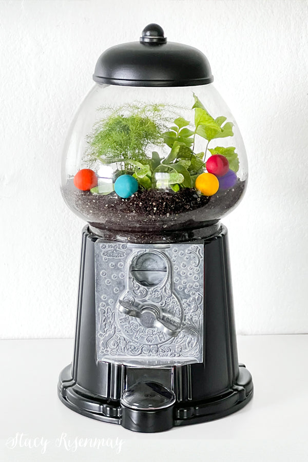 Build your own Terrarium