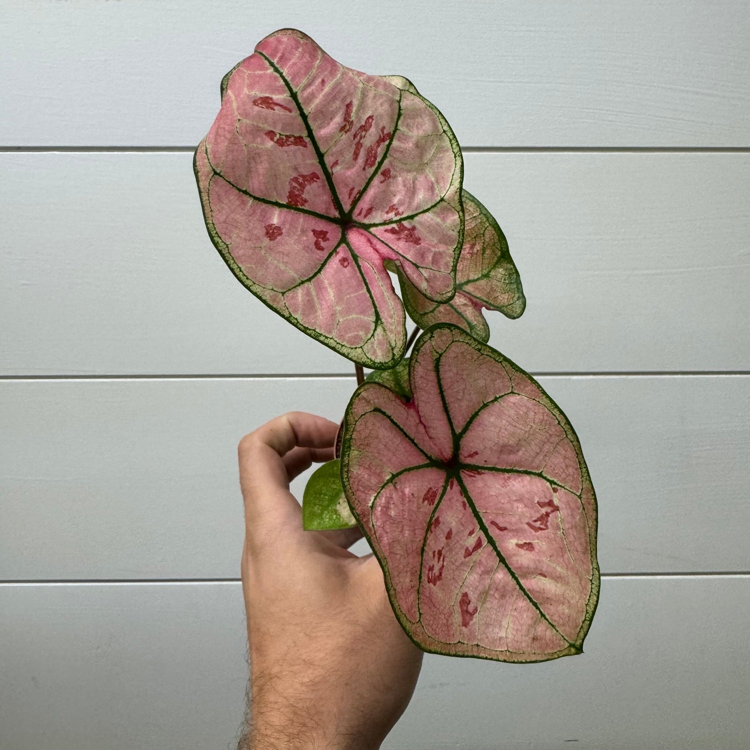 Caladium Scarlet Girl