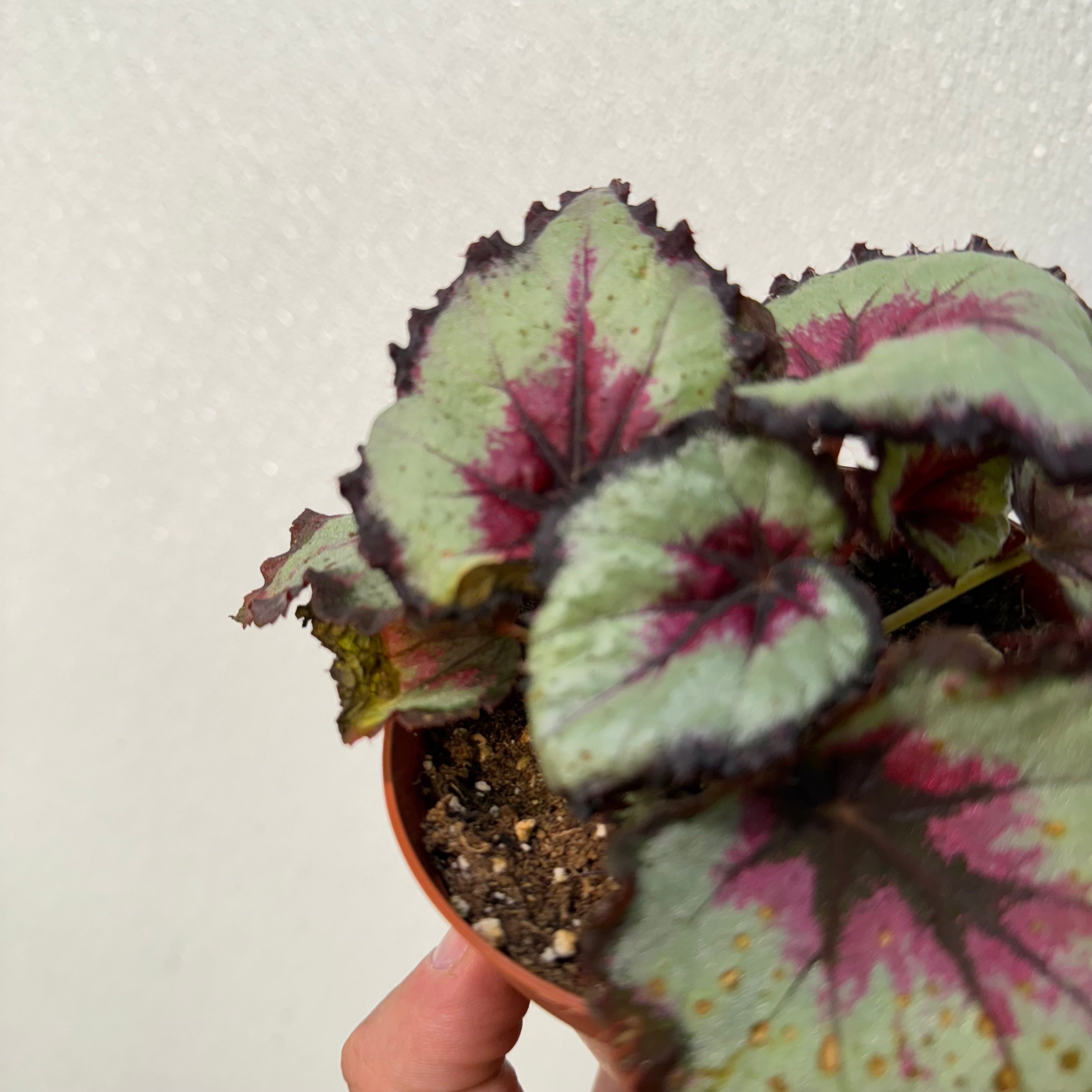 Begonia Harmony&