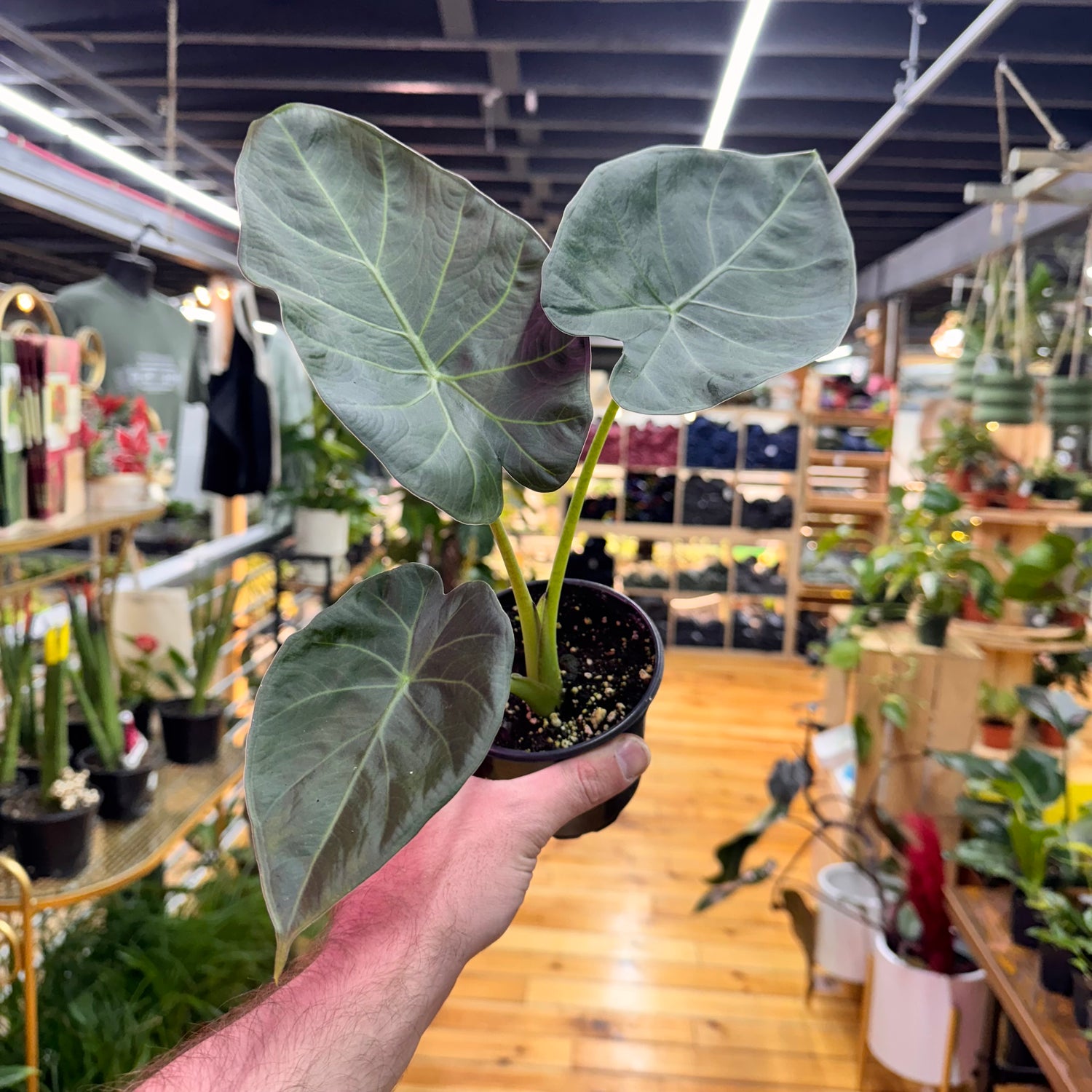 Alocasia Regal Shields