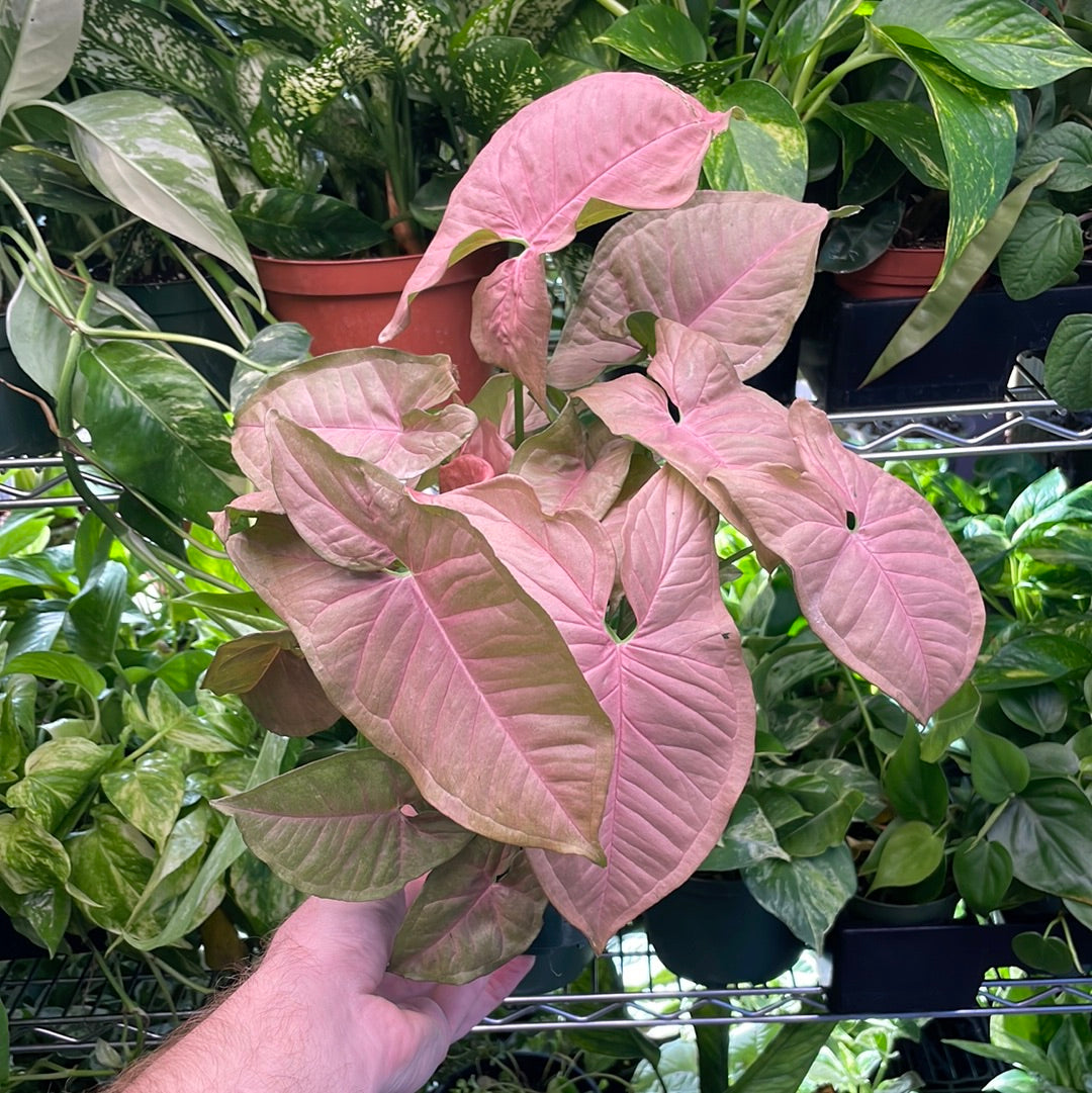 Syngonium Neon Pink