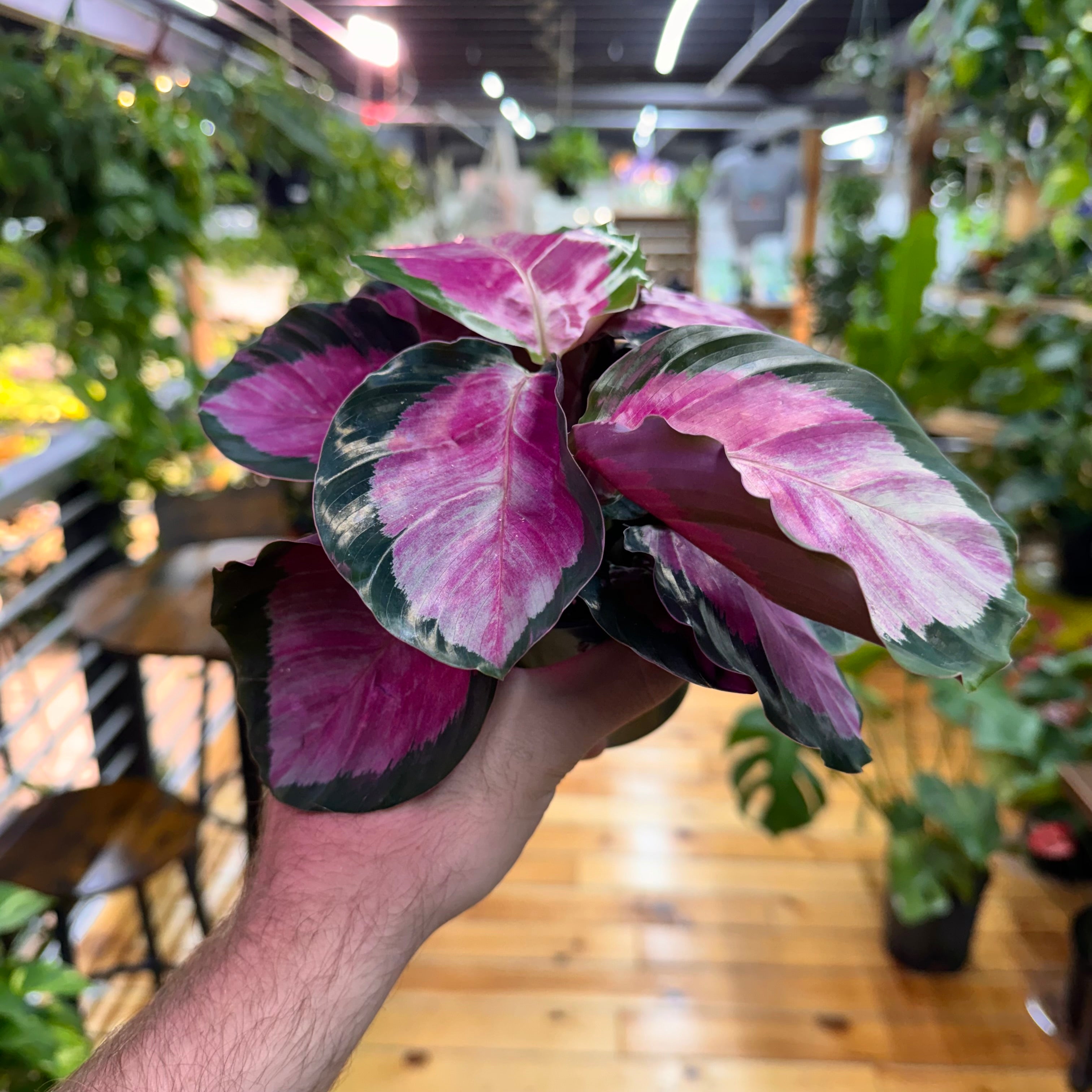 Calathea Roseopicta Rosy