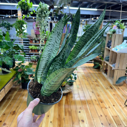 Sansevieria Zeylanica