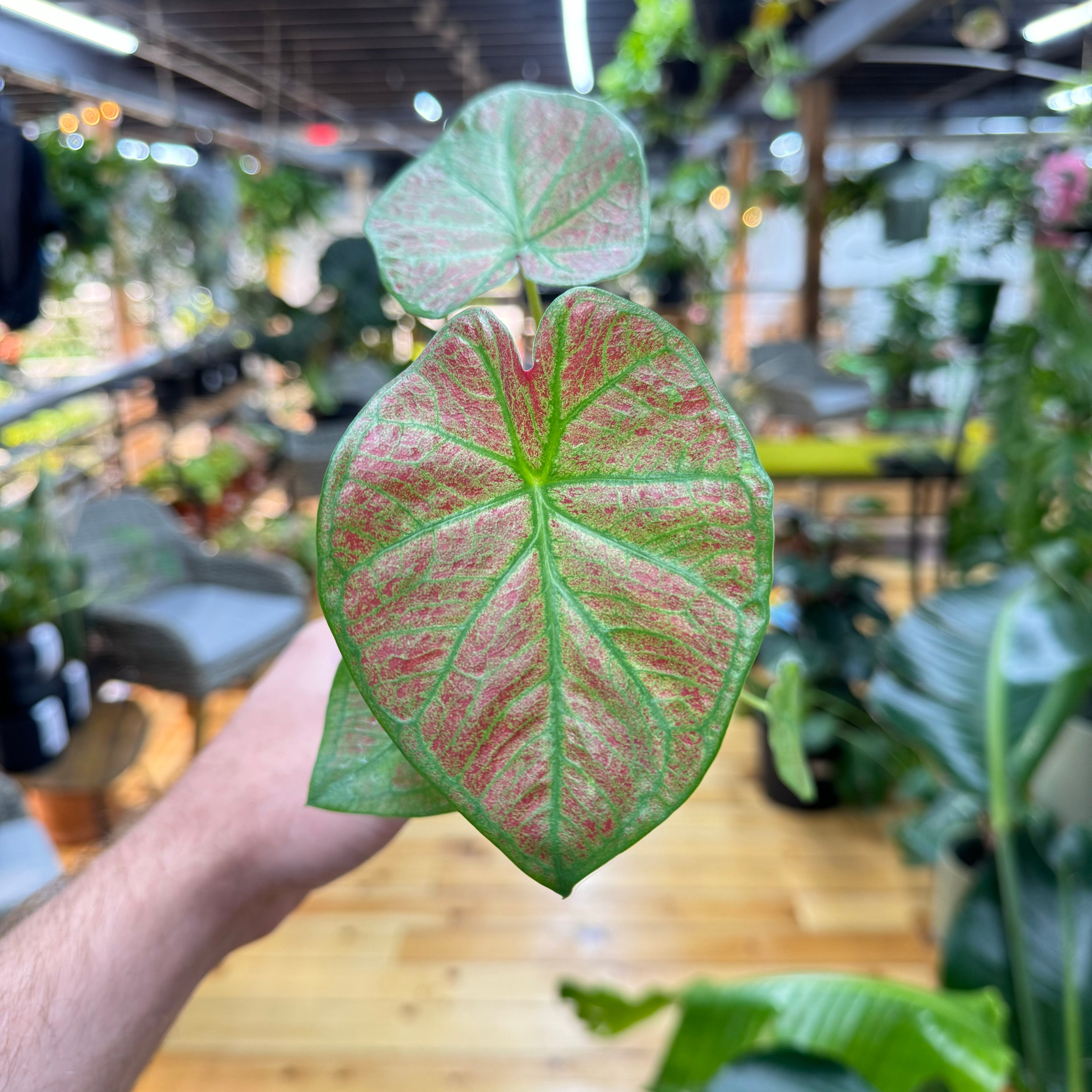 Caladium Sunshine