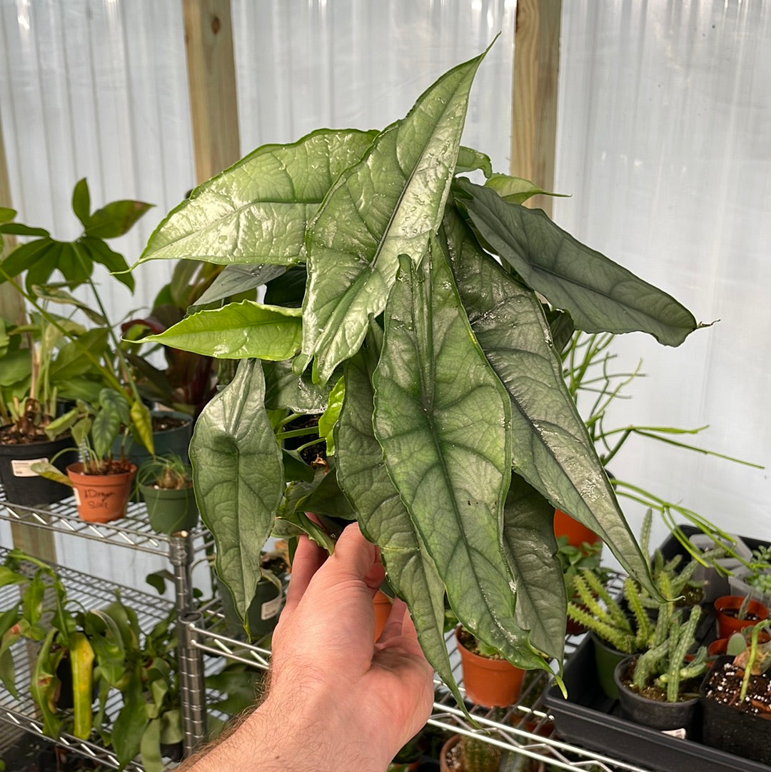 Alocasia Dragon&