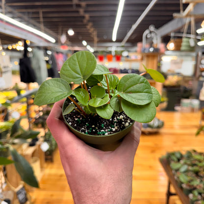 Peperomia Rana Verde