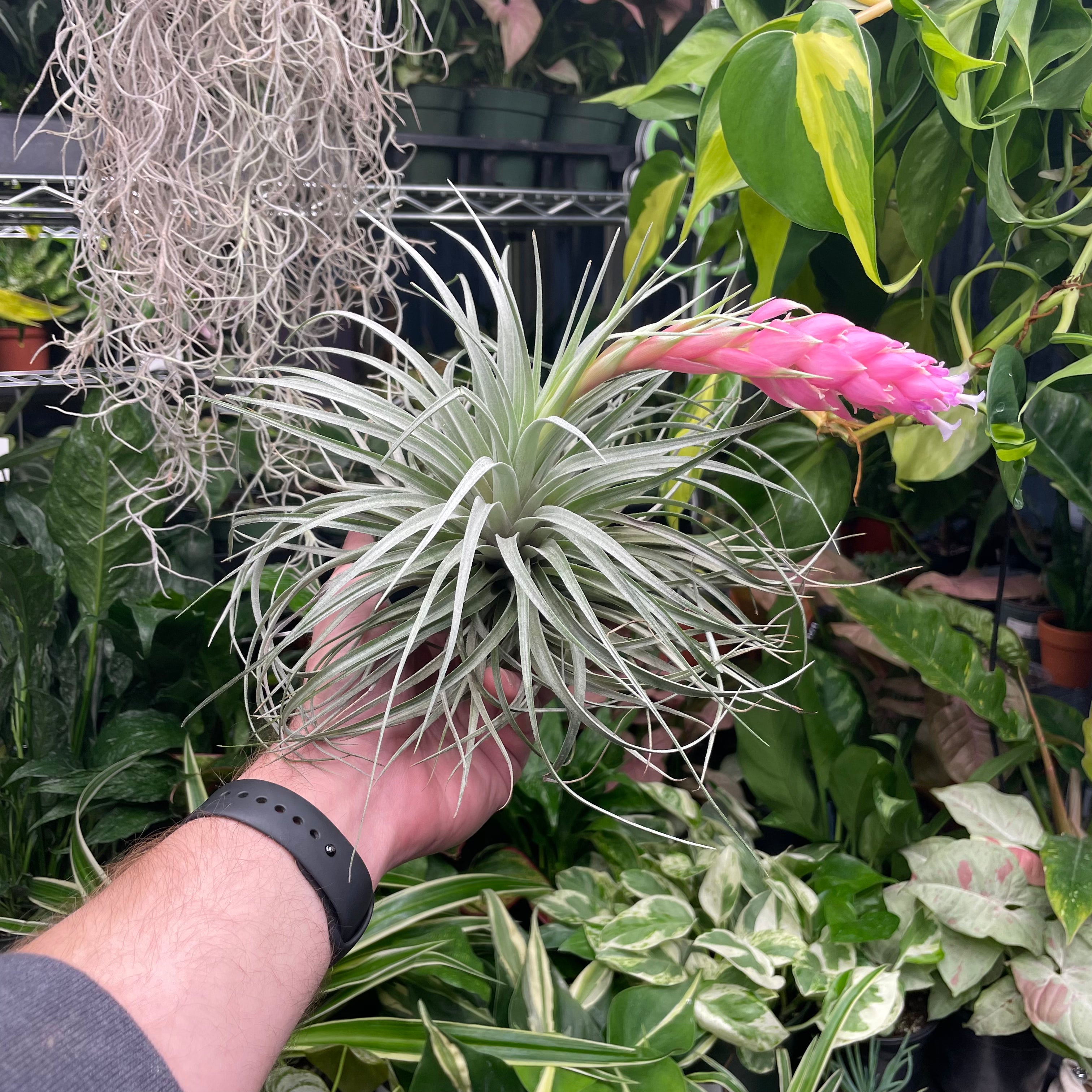 Cotton Candy Hybrid Air Plant