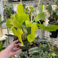 Philodendron Bipennifolium &