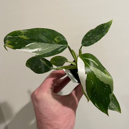 Philodendron White Wizard