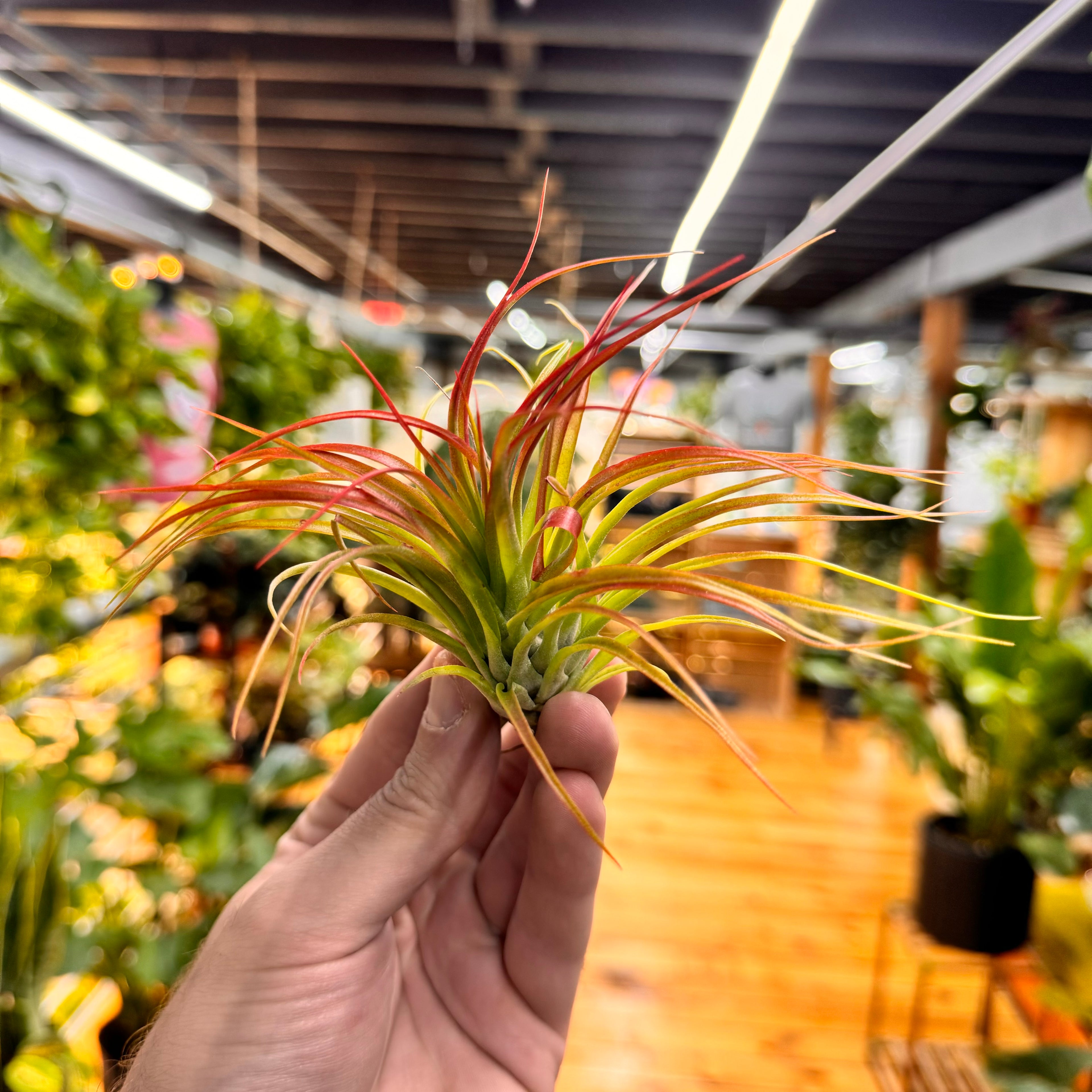 Ionantha Fuego Air Plant