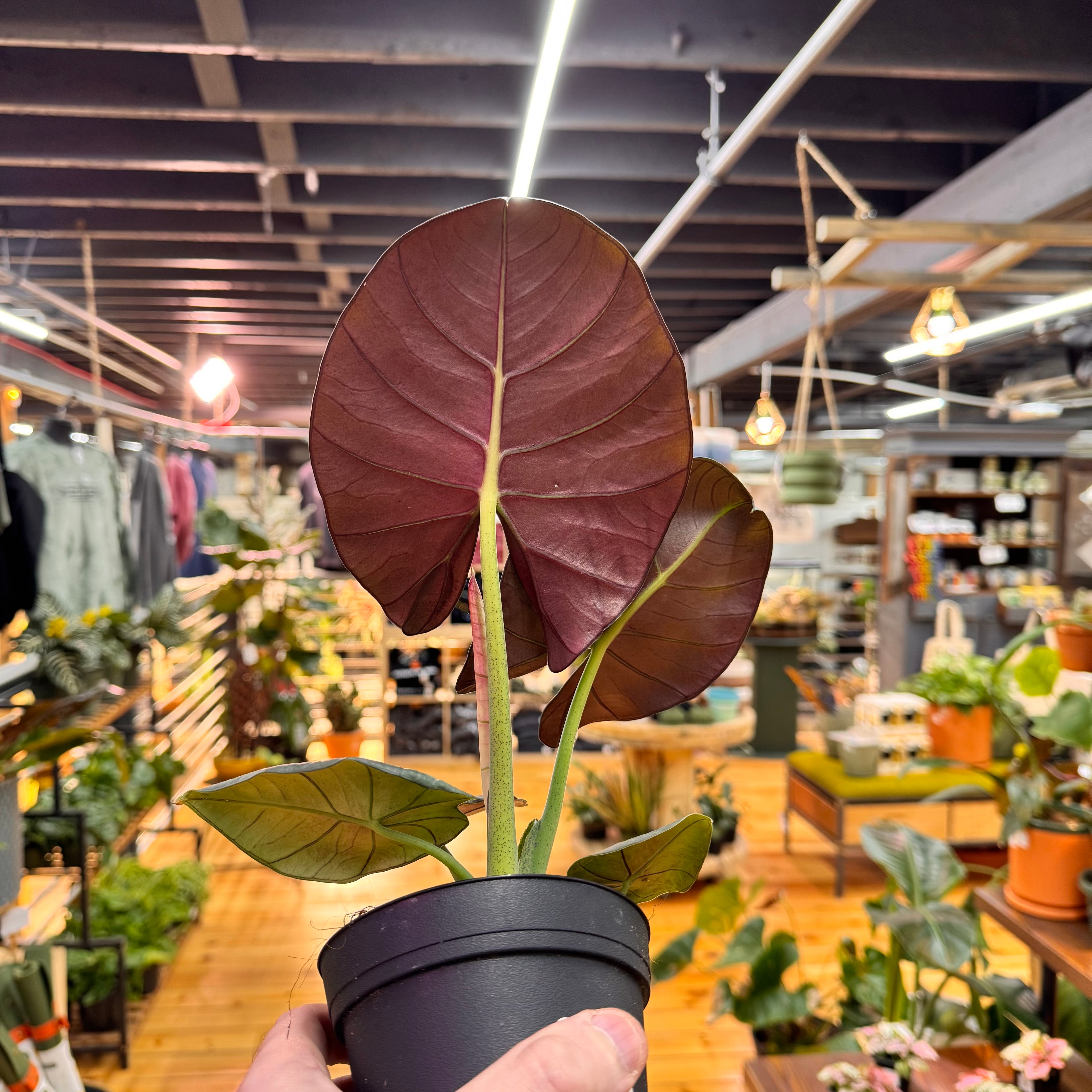 Alocasia Reginae