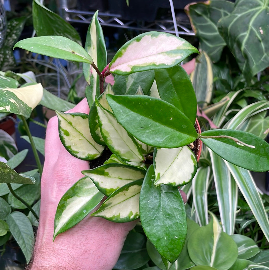 Hoya Krimson Princess