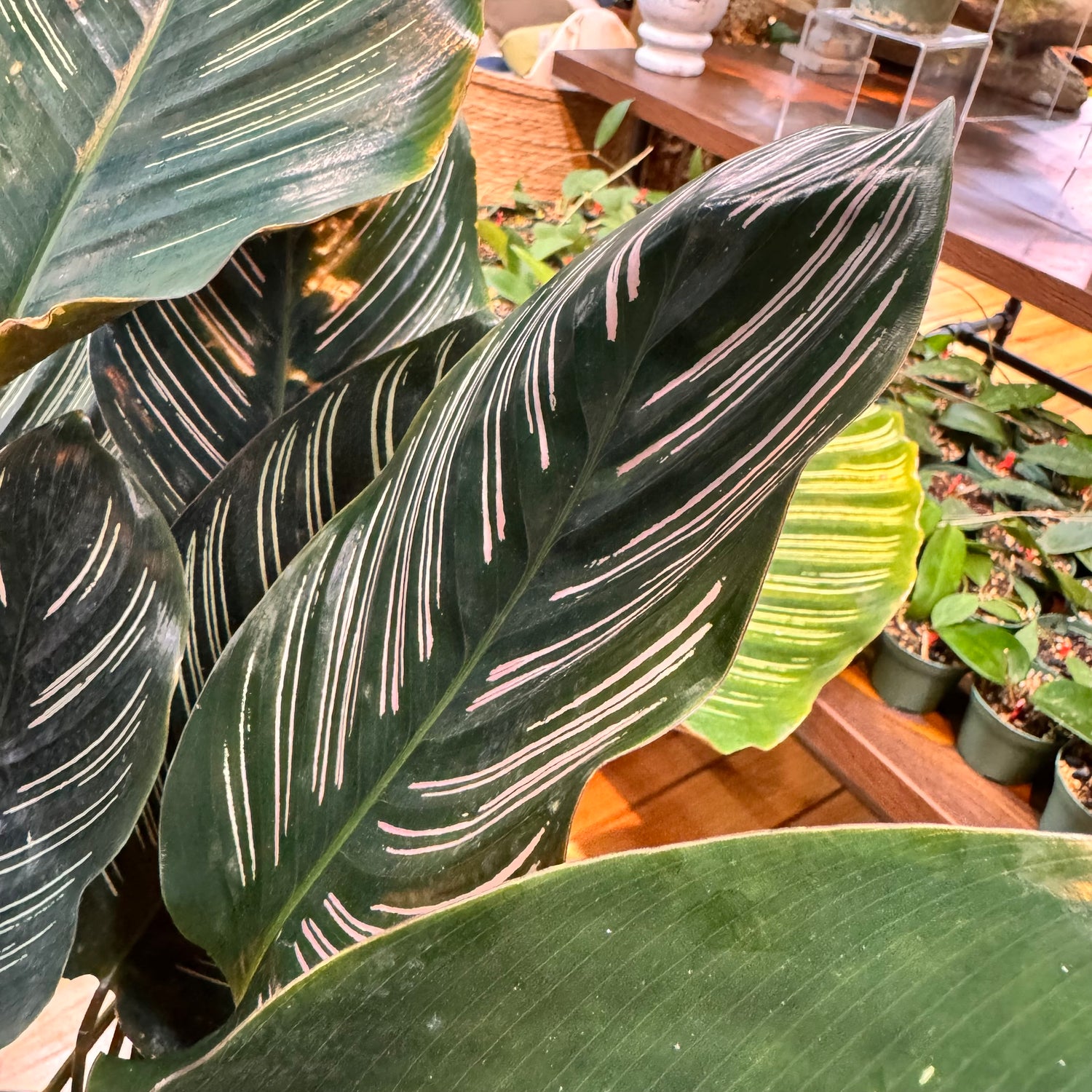 Calathea Ornata