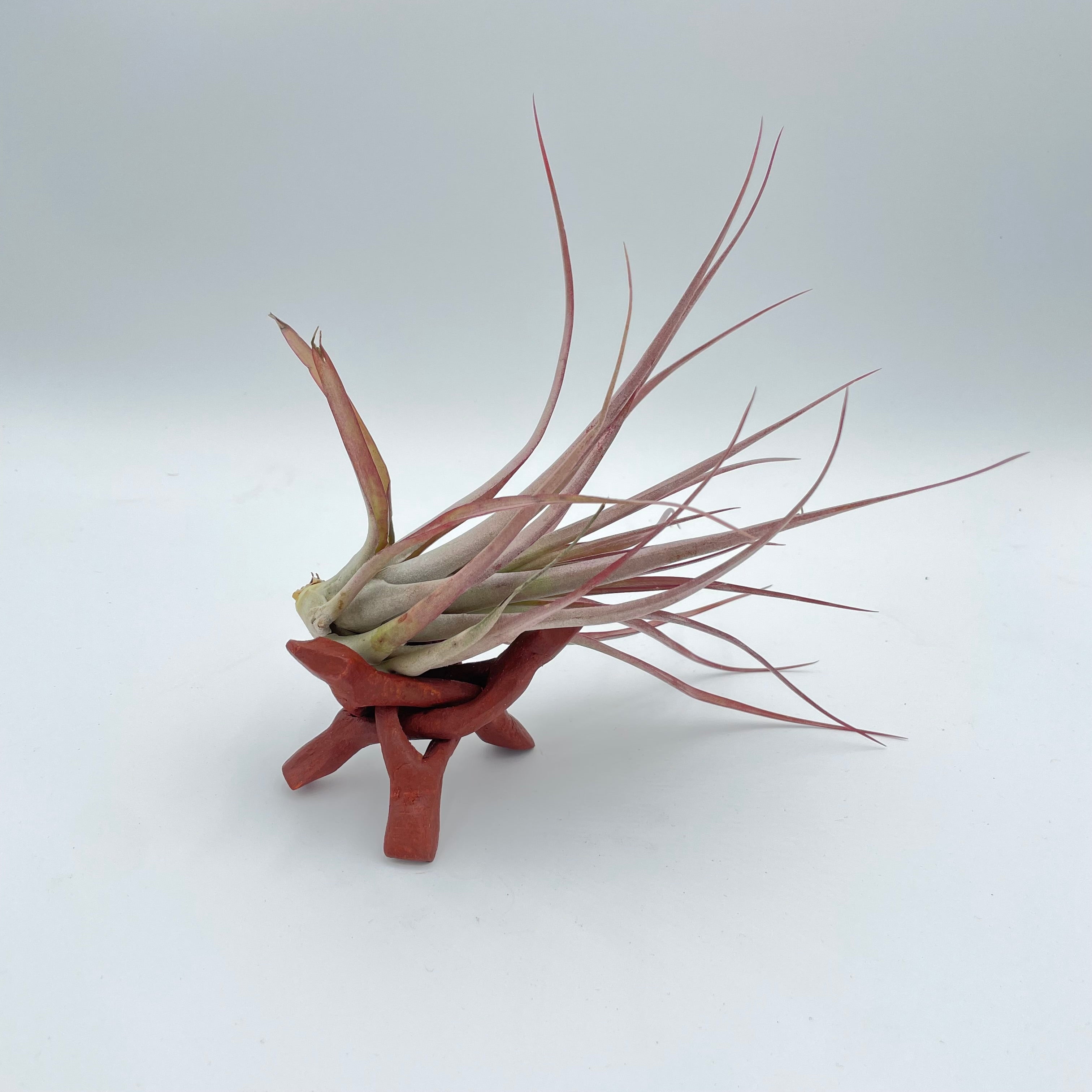 Tripod Air Plant Holder