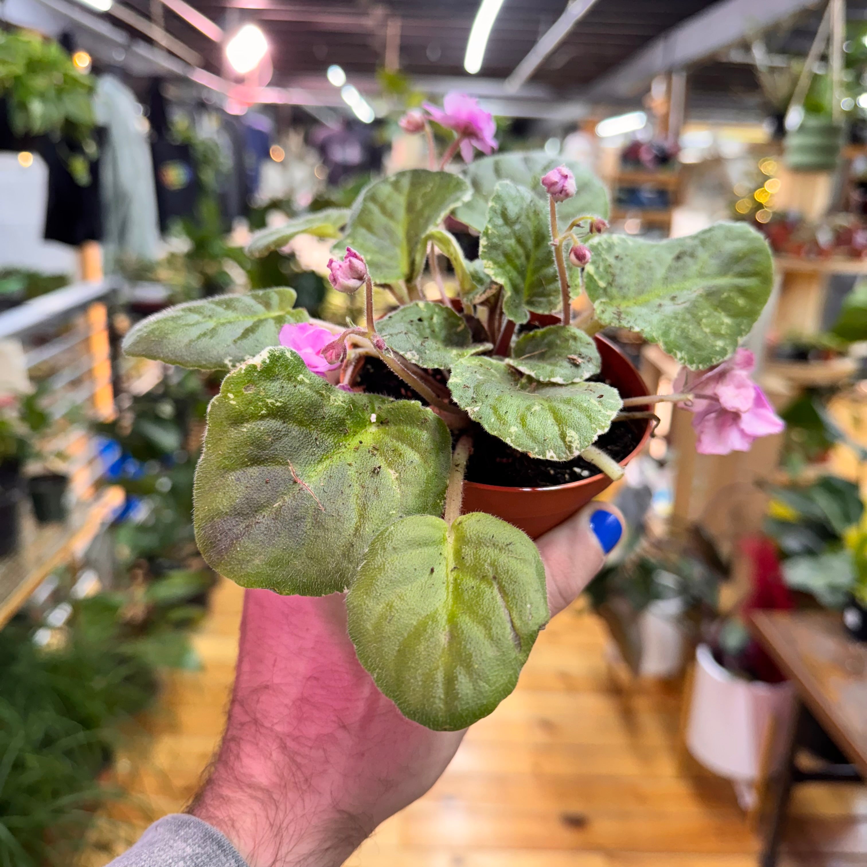 African Violet Cajun Popcorn