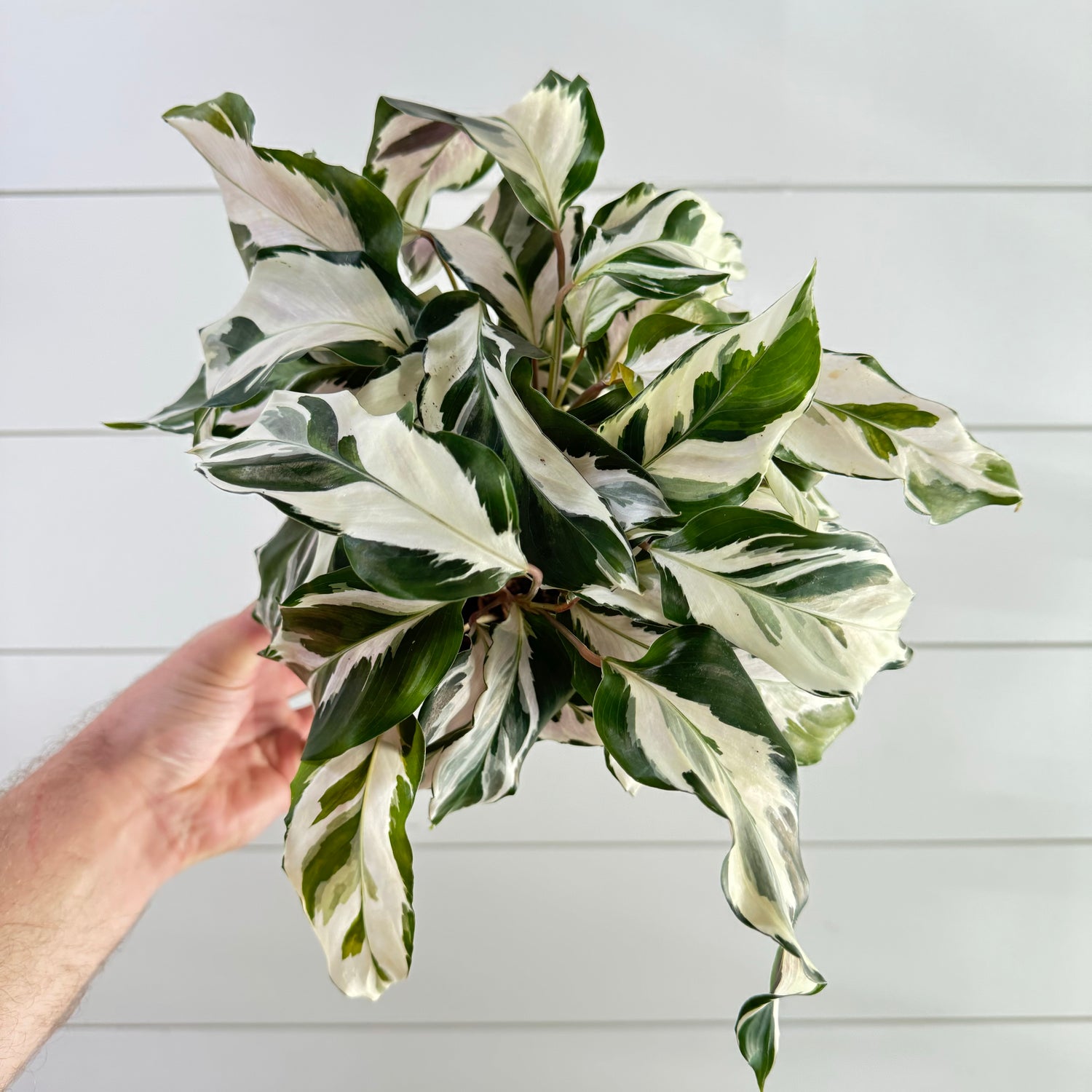 Calathea White Fusion