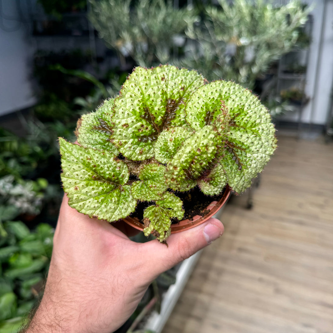 Begonia Tricolor Variegata Masoniana