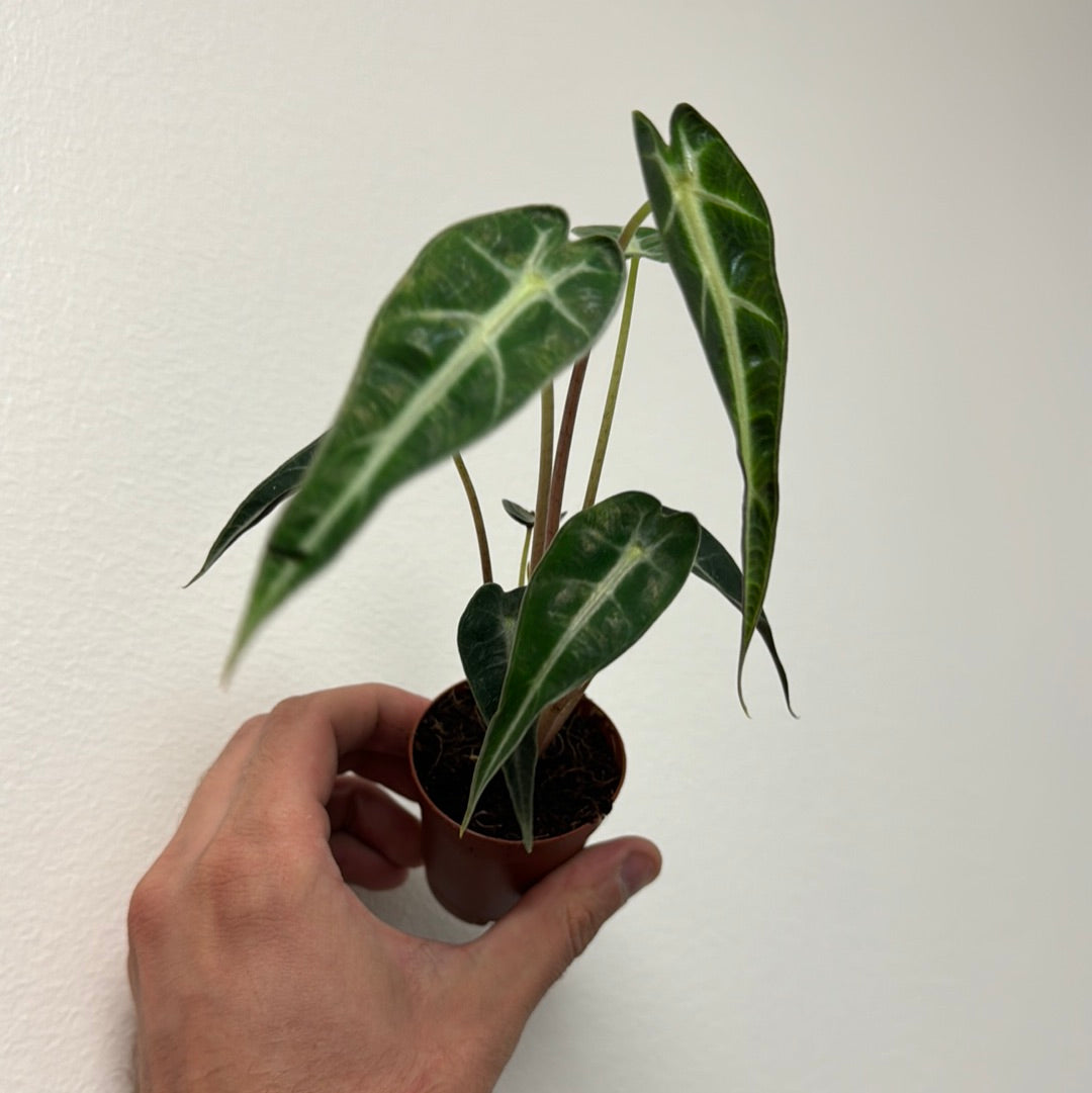 Alocasia Bambino