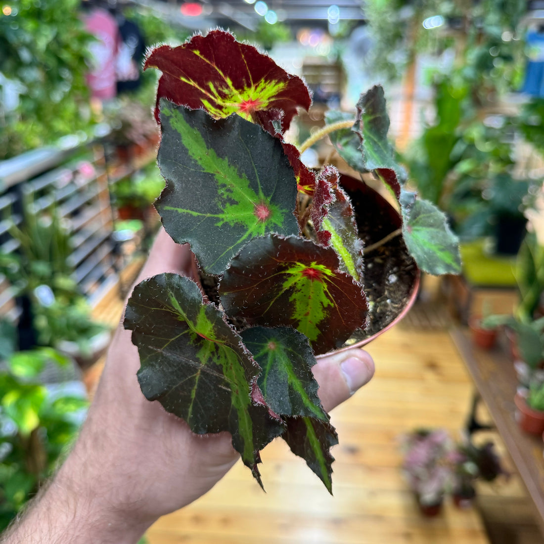 Begonia Boyfriend