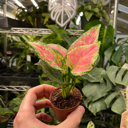 Aglaonema Lady Valentine