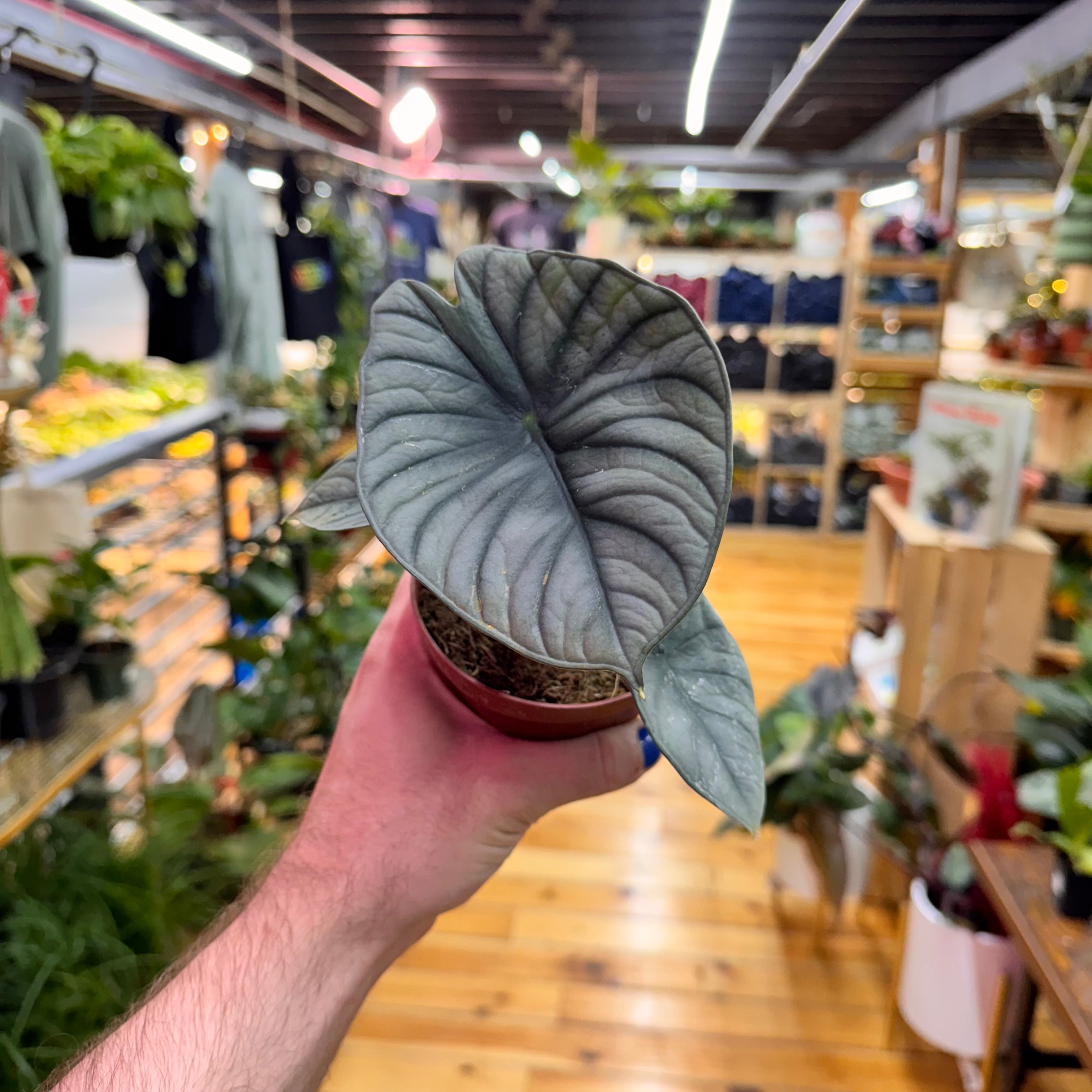 Alocasia Nebula