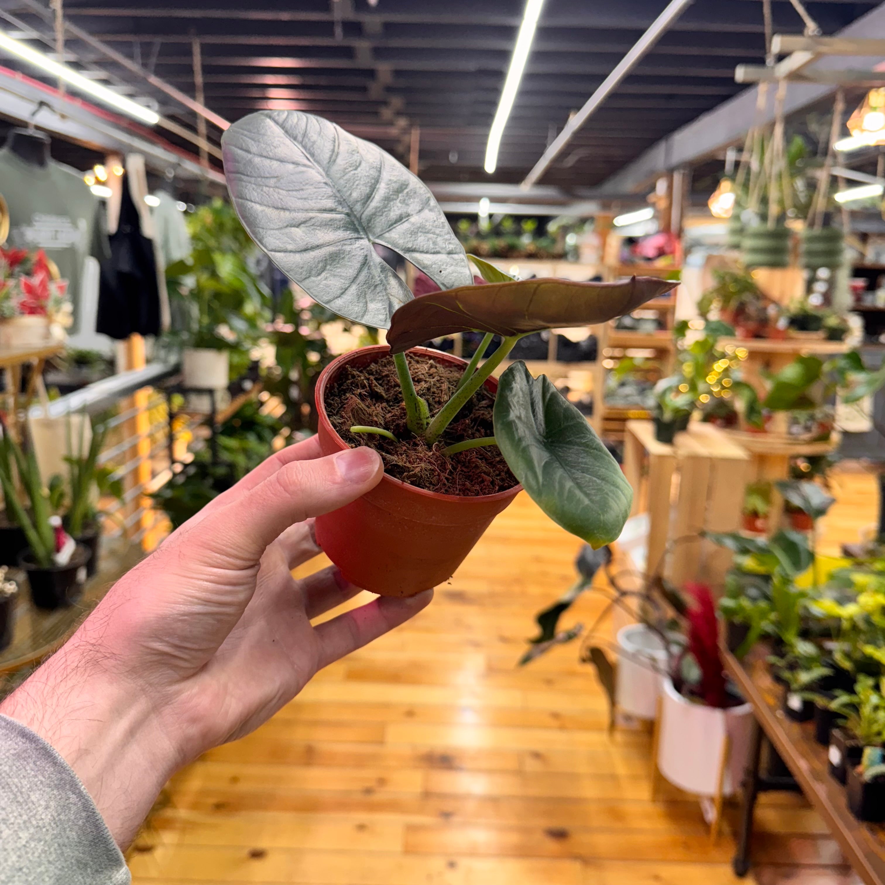 Alocasia Platinum