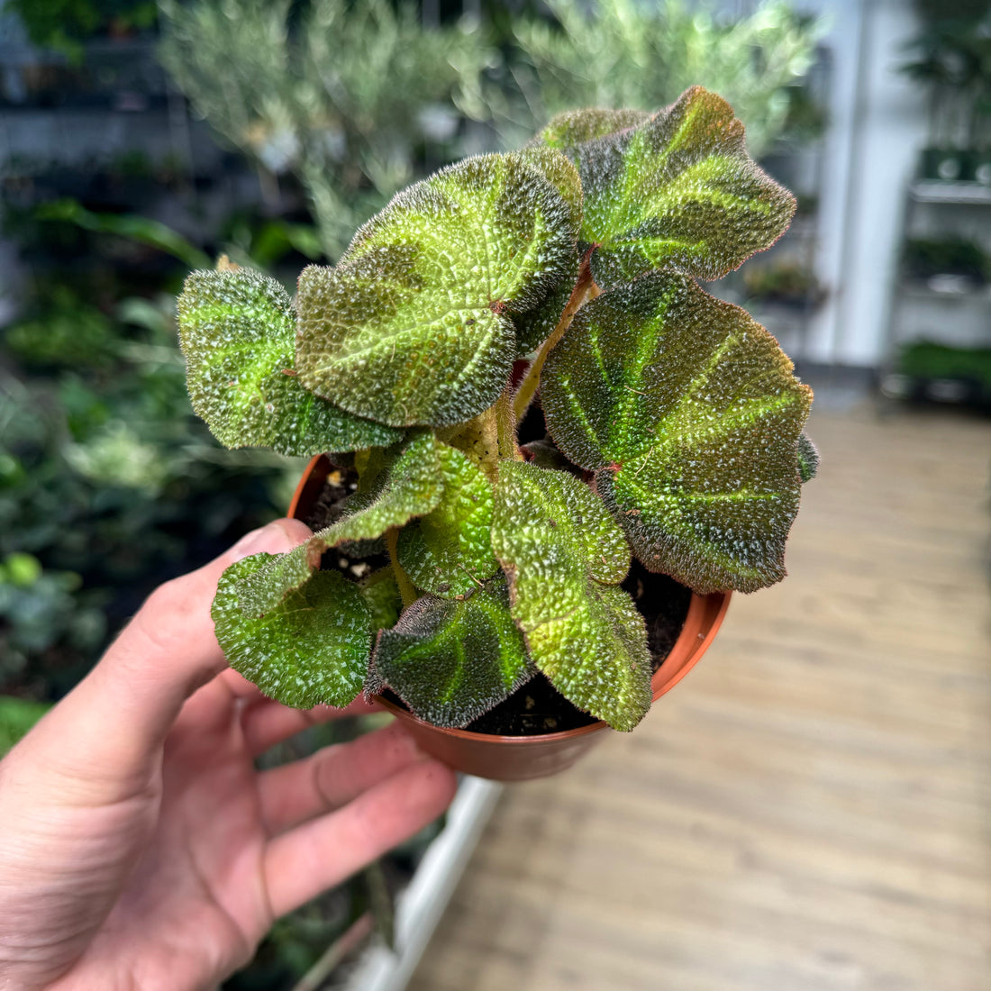 Begonia Soil Mutata