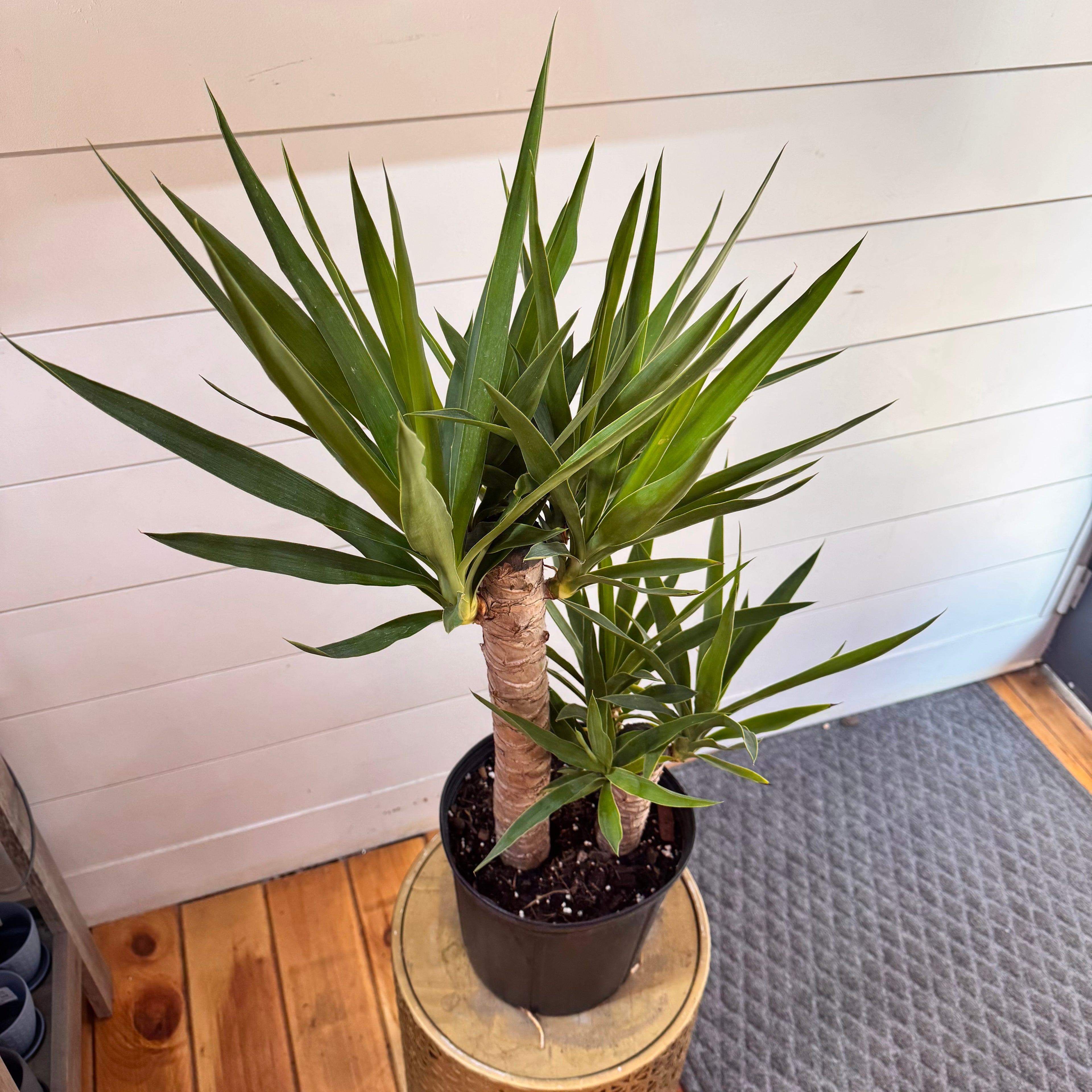 Yucca Elephantipes