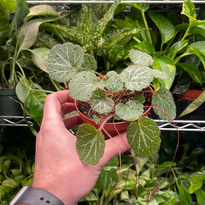 Begonia Strawberry