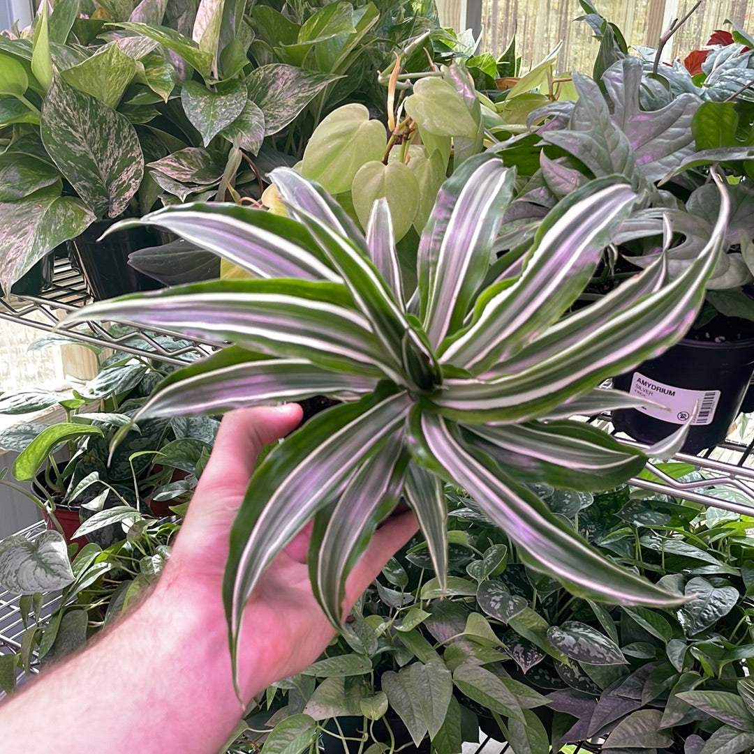 Dracaena Warneckii White Jewel