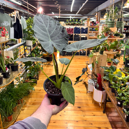 Alocasia Regal Shields