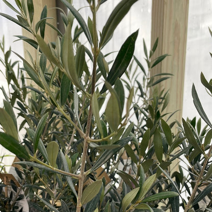 Olive Tree