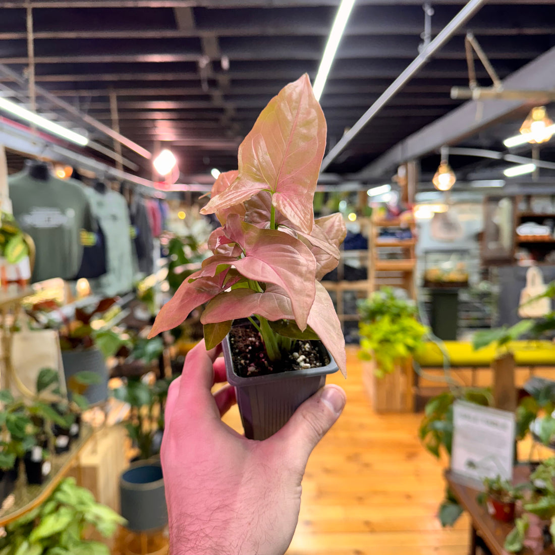 Syngonium Pink Perfection