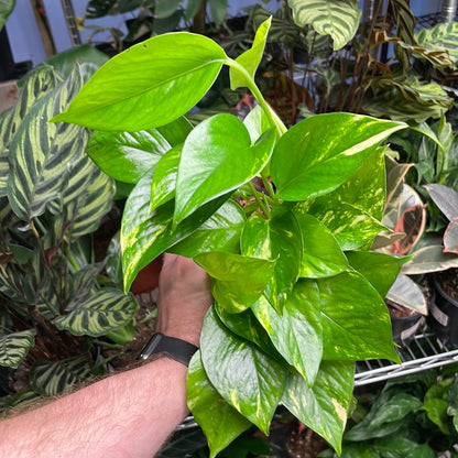 Pothos Golden