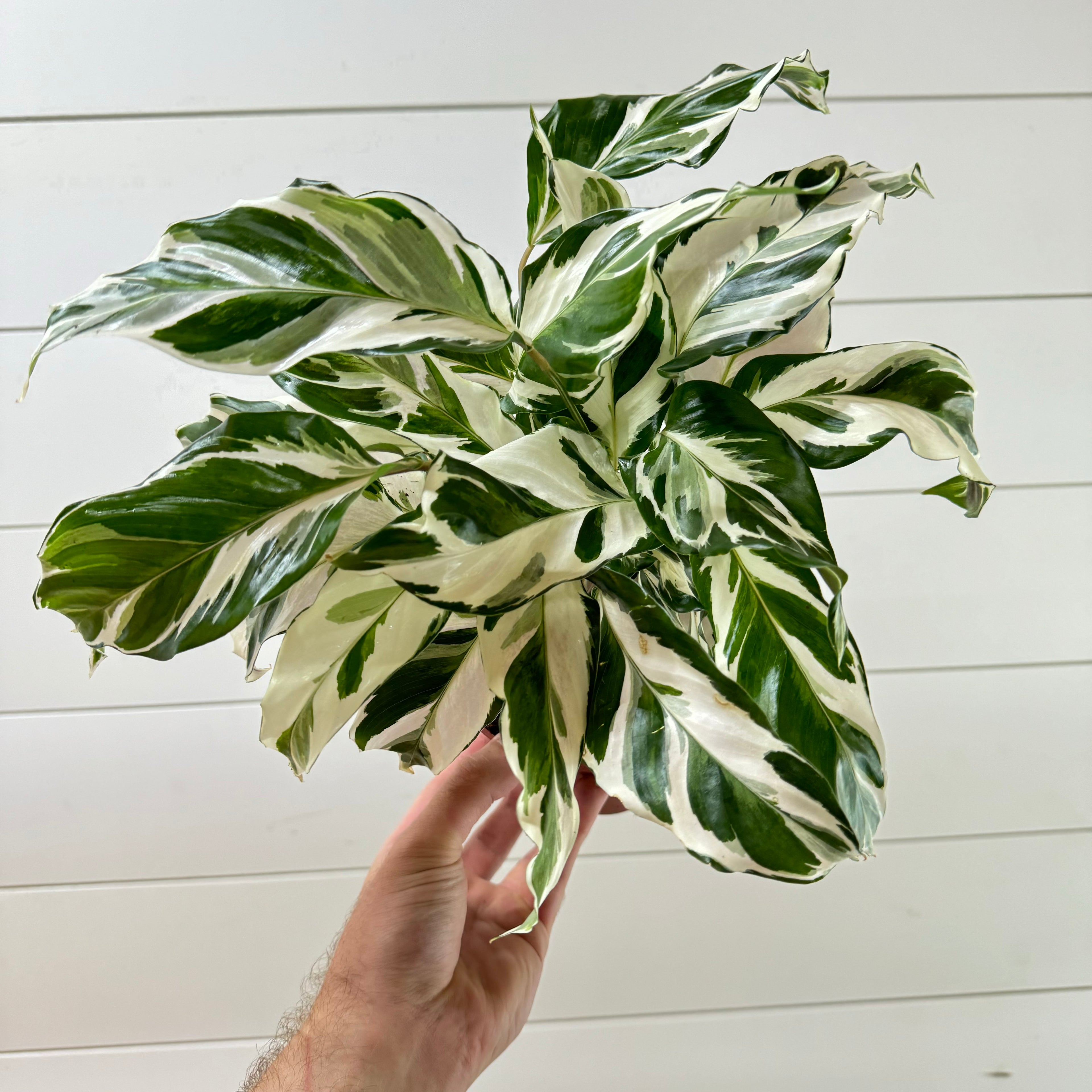 Calathea Stella