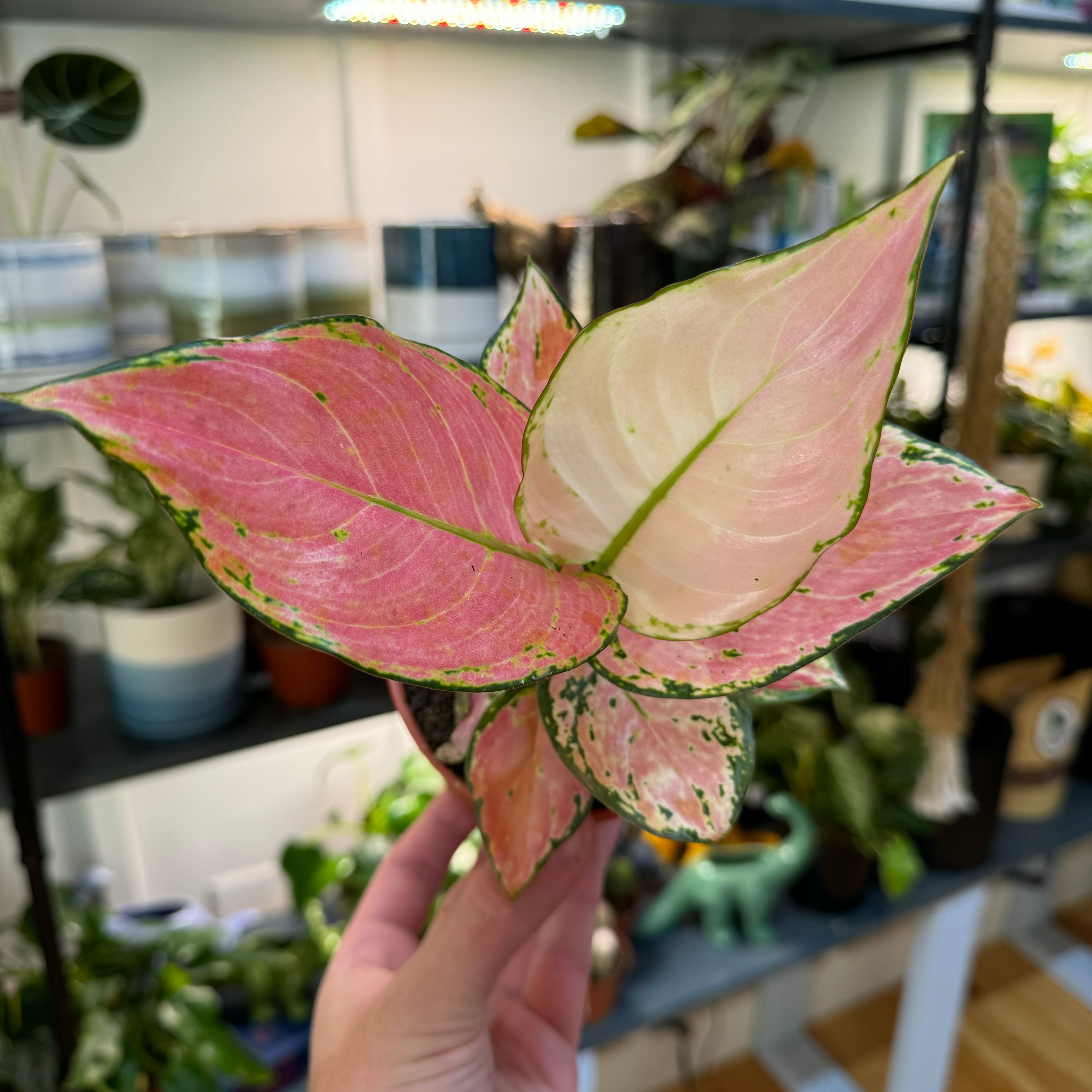 Aglaonema Geely Red