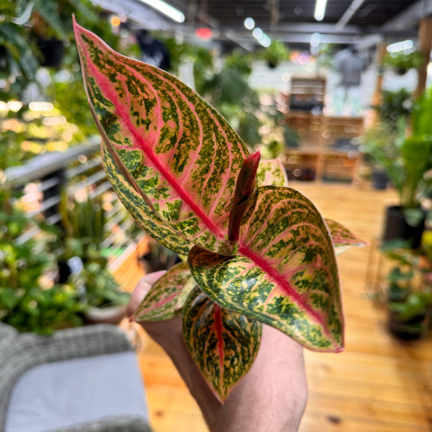 Aglaonema Gold Powder