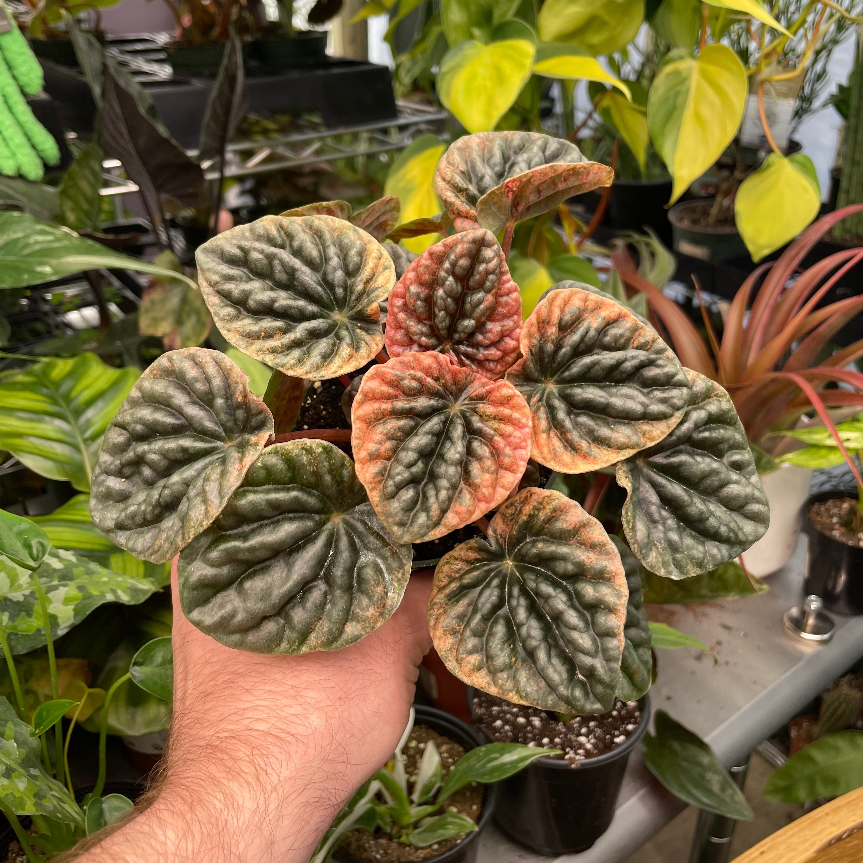 Peperomia Abricos