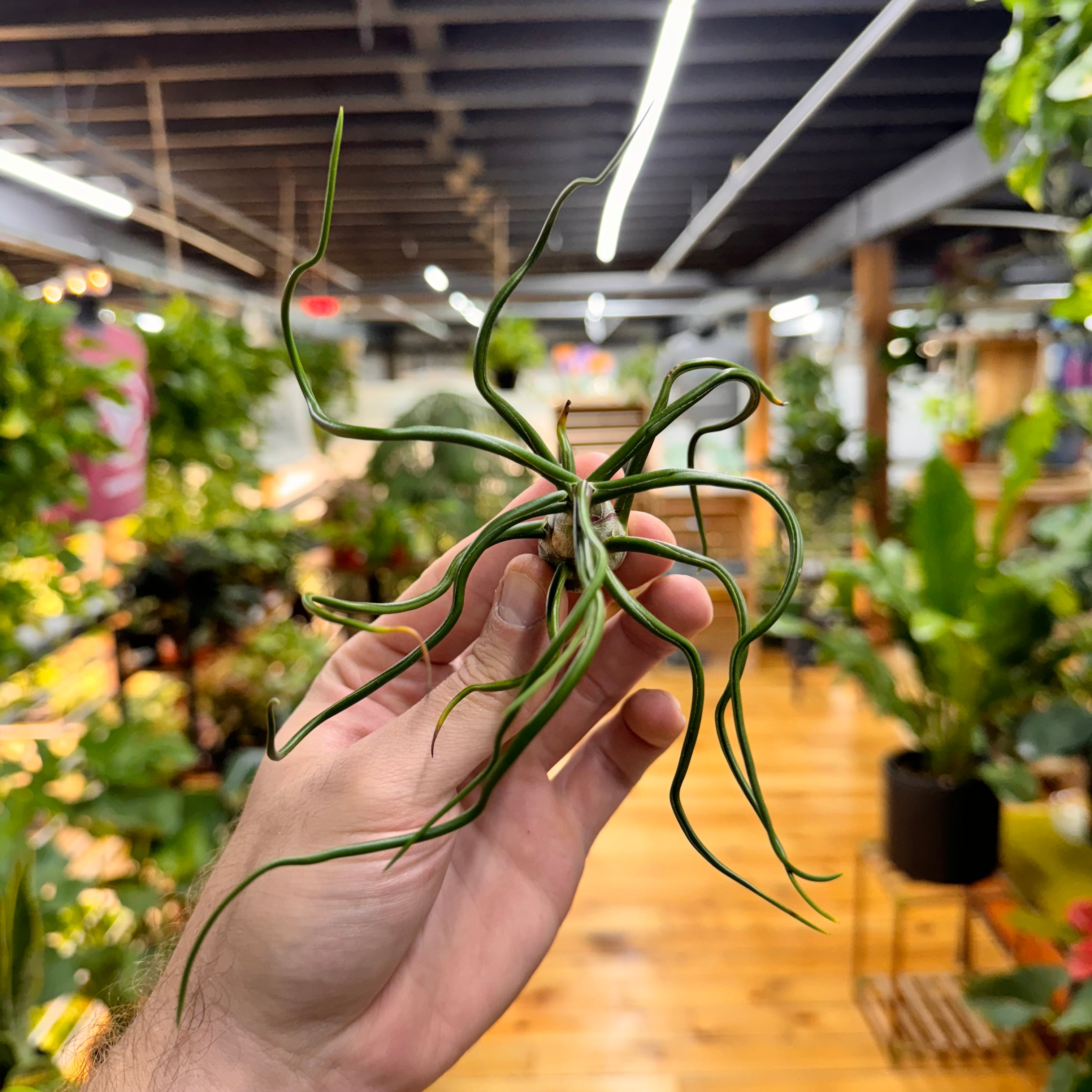 Bulbosa Belieze Air Plant