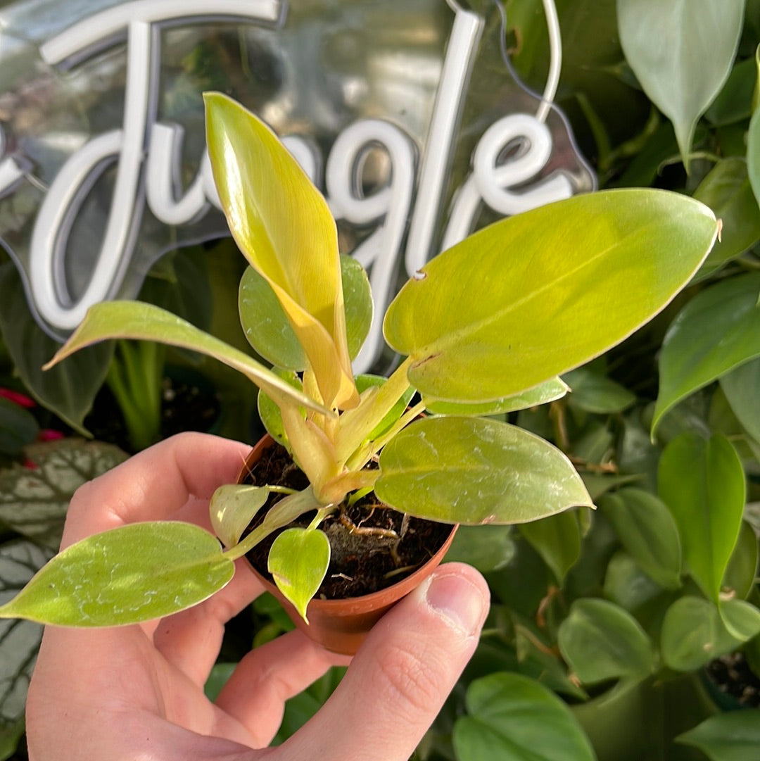 Philodendron Golden Melinonii