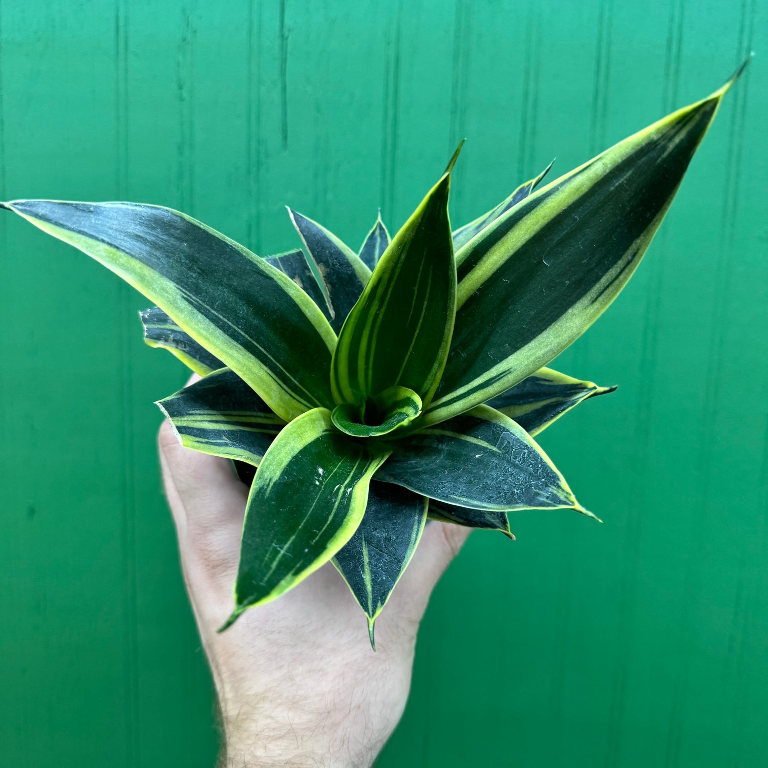 Sansevieria Black Gold