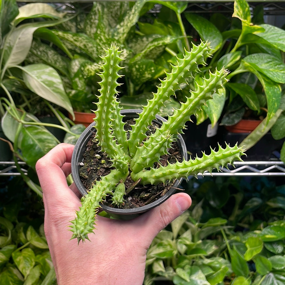 Huernia Schneideriana