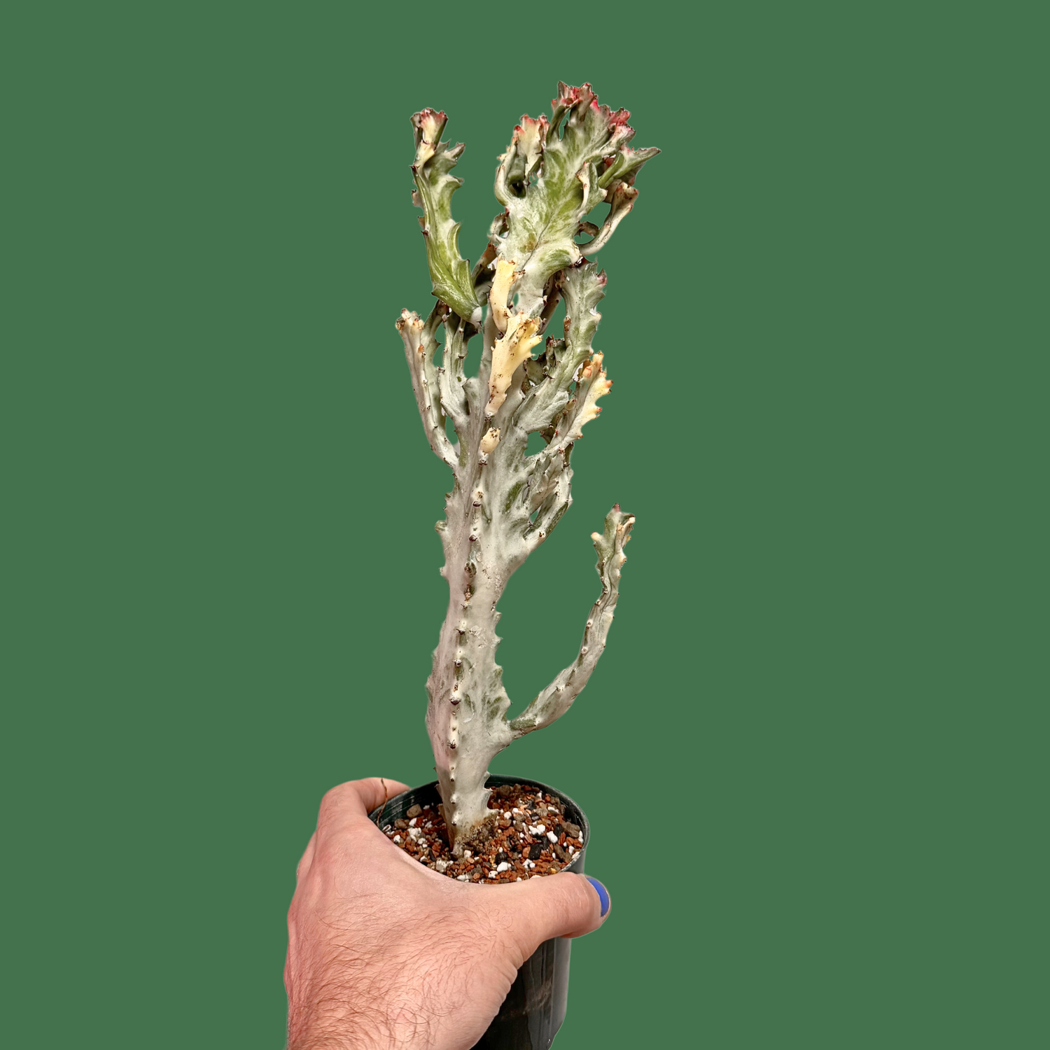 Euphorbia Lactea Ghost