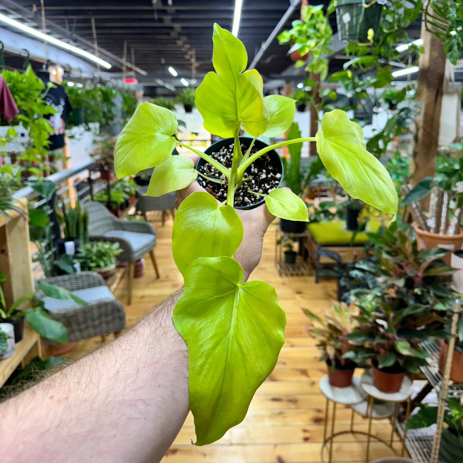 Philodendron Warscewiczii Aurea