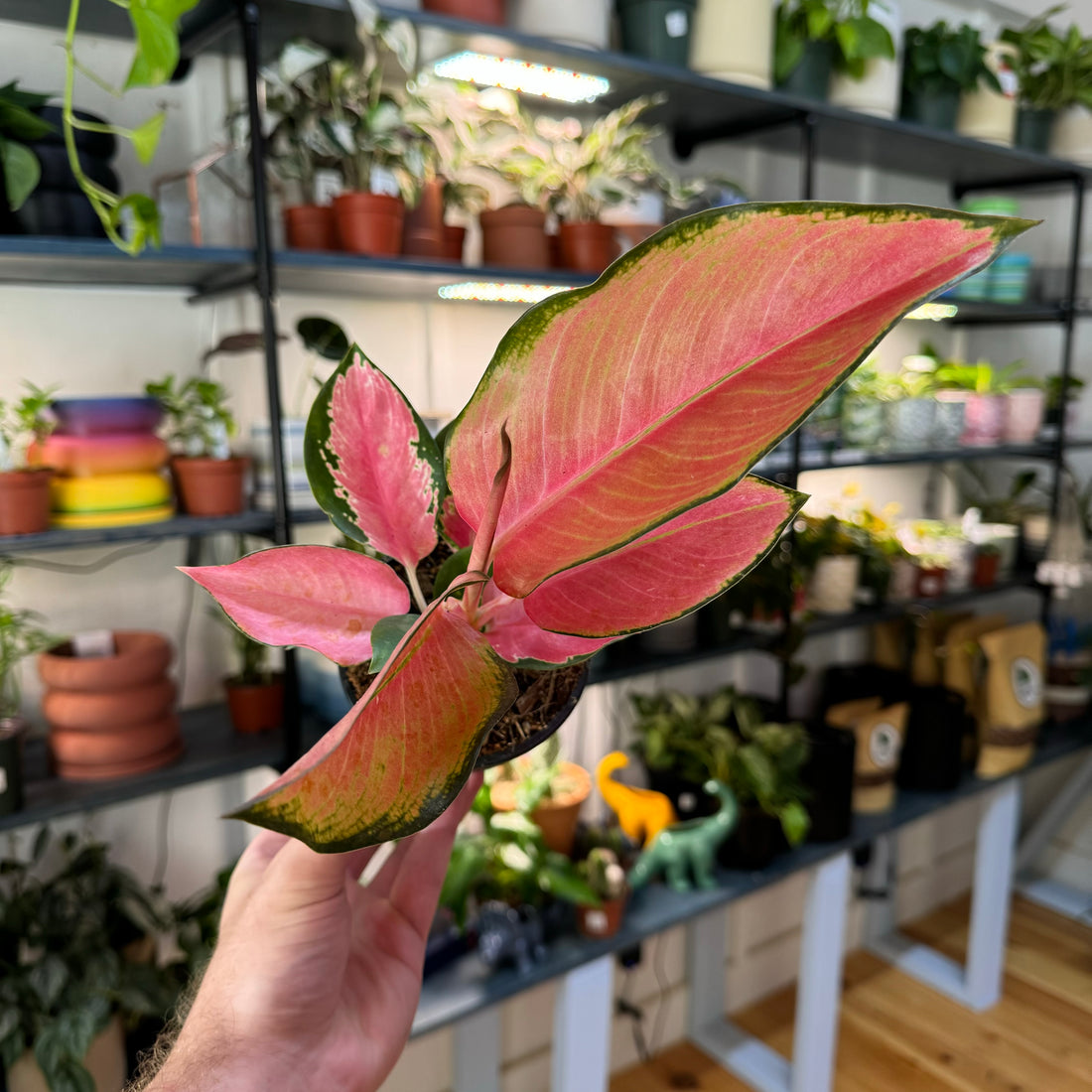 Aglaonema Pink Pearl