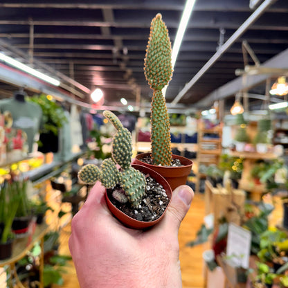 Assorted Small Cactus