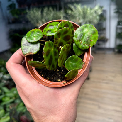 Begonia Kingiana